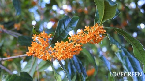 花樹種類|花木とは？庭木におすすめの57種類を春夏秋冬の季節ごとに紹介。